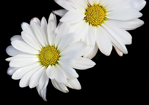 Daisy Mums by janruss.